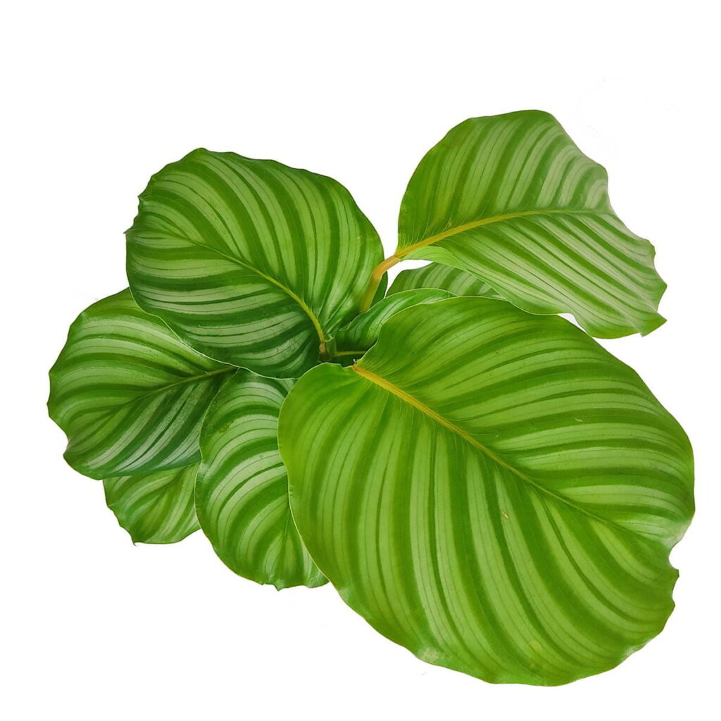 kalatea posiada piękne, dekoracyjne liście